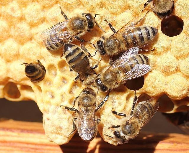 新手養(yǎng)蜂不會育王怎么辦（新手養(yǎng)蜂育蜂王技術）