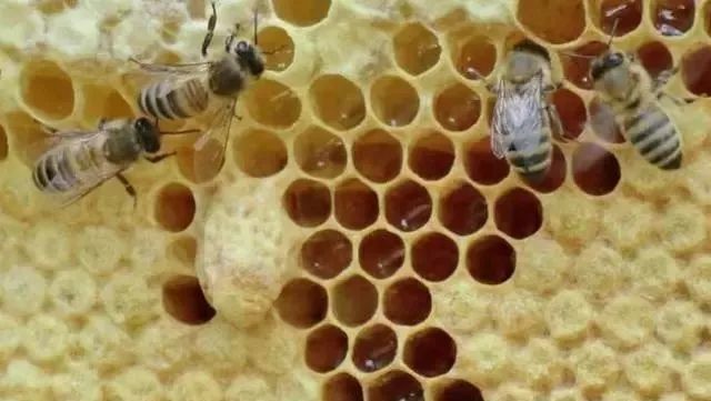 新手養(yǎng)蜂不會育王怎么辦（新手養(yǎng)蜂育蜂王技術）