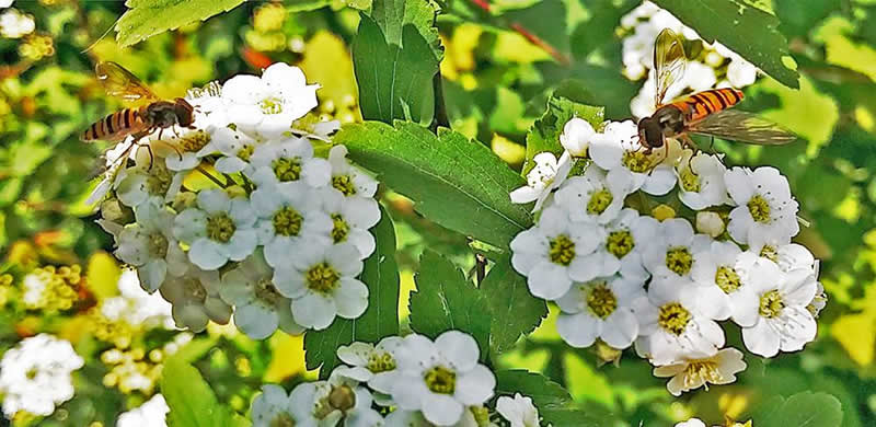 如何誘捕別人家的蜜蜂到蜂箱來? 如何誘捕別人家的蜜蜂到蜂箱來?