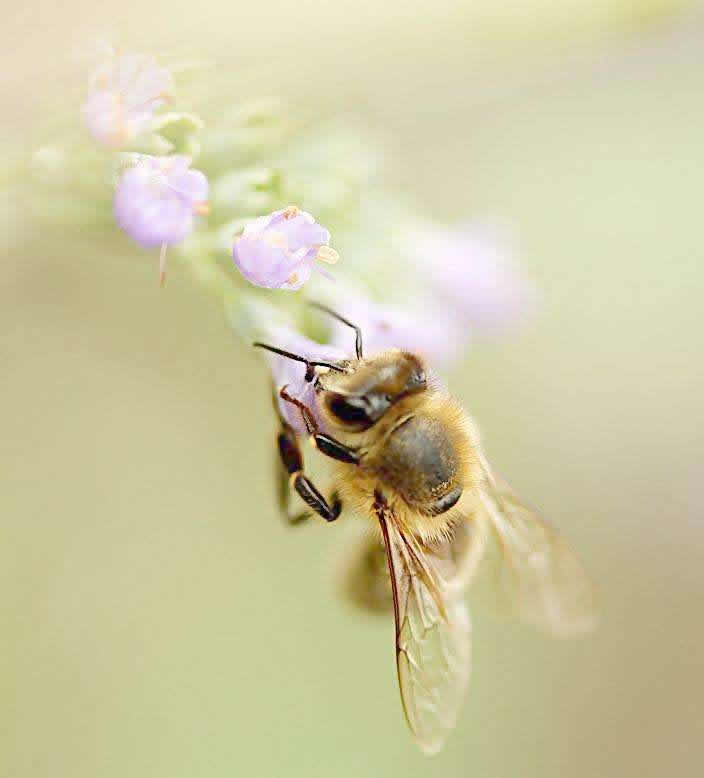 如何誘捕別人家的蜜蜂到蜂箱來? 如何誘捕別人家的蜜蜂到蜂箱來?