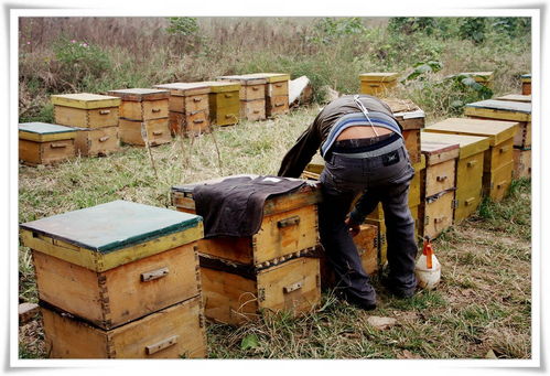 蜂王一個(gè)月產(chǎn)幾次卵（產(chǎn)卵少是什么原因）