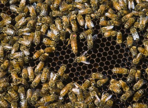 養(yǎng)蜂新手如何分蜂（如何進行人工分蜂）