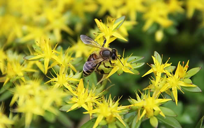 怎樣提高誘蜂箱的誘蜂力? 誘蜂箱