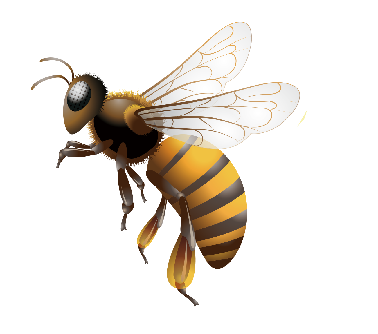 蜂場(chǎng)種翅果油樹好嗎（翅果油樹適合種在蜂場(chǎng)嗎）