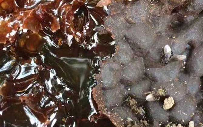 酸蜂蜜的營養(yǎng)價值(酸蜂蜜的藥用價值) 酸蜂蜜的營養(yǎng)價值(酸蜂蜜的藥用價值)