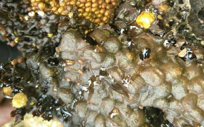 酸蜂蜜的營養(yǎng)價值(酸蜂蜜的藥用價值) 酸蜂蜜的營養(yǎng)價值(酸蜂蜜的藥用價值)