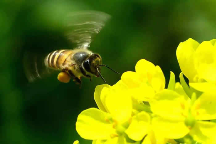 如何誘捕工蜂回來合群? 如何誘捕工蜂回來合群?