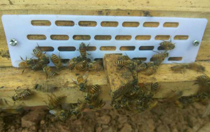 分蜂是老王走還是新王走（分蜂機制是什么）