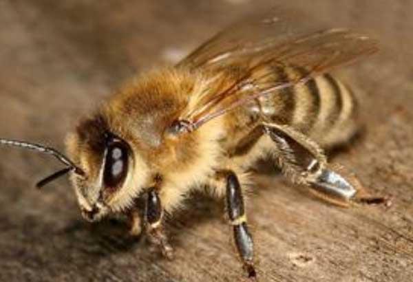 養(yǎng)蜂十二月技術(shù)要領(lǐng)（一年十二個(gè)月養(yǎng)蜂技術(shù)經(jīng)驗(yàn)總結(jié)）