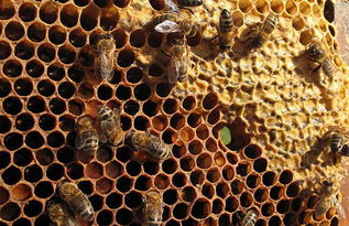 蜂巢的藥用價(jià)值（蜂巢的功效與作用）