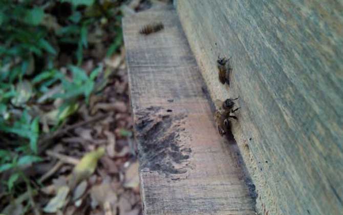 高手誘蜂絕招及注意事項(xiàng)（怎么誘蜂）