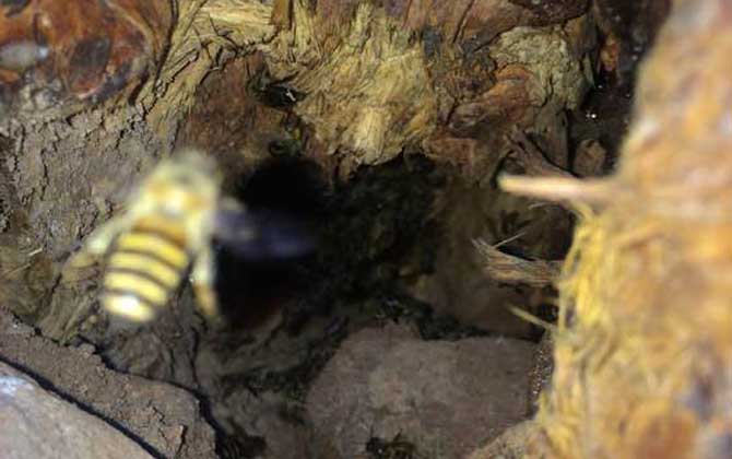 高手誘蜂絕招及注意事項(xiàng)（怎么誘蜂）