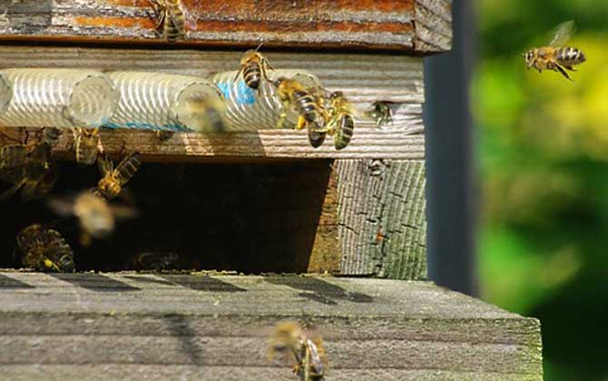 蜜蜂分蜂一般會飛多高多遠