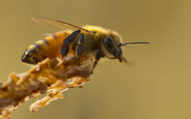 蜜蜂會發現蜂蜜沒有了嗎？
