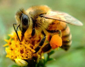 如何區(qū)分美意蜂王和松丹一號（松丹意蜂特點(diǎn)）