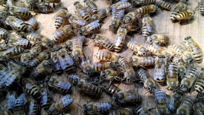 【蜜蜂知識】蜜蜂自然分蜂前有什么特點？