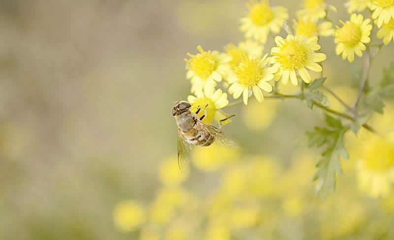 2018年養蜜蜂能賺錢嗎？