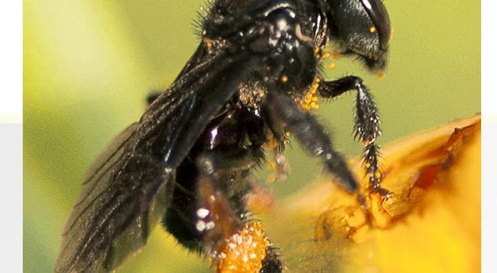 南方全身黑色蜂是什么蜂？叫什么？