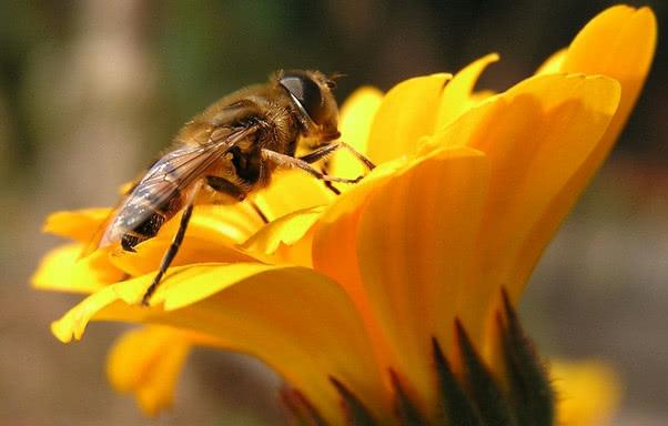 麥蜂有沒(méi)有刺（無(wú)刺蜂和麥蜂特性及授粉）
