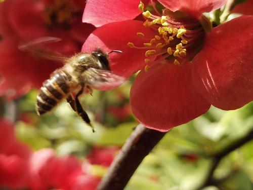 蜜蜂還有哪些知識(shí)我們不知道（蜜蜂一些不為人知的知識(shí)）