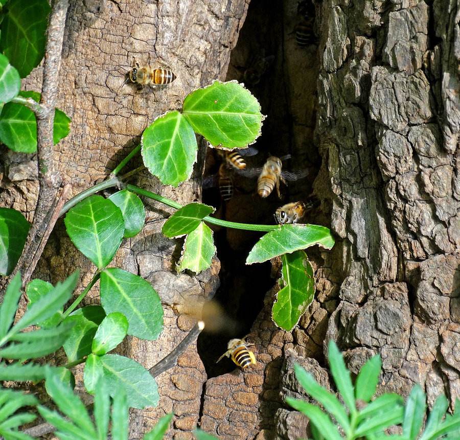 別人養(yǎng)的蜜蜂能不能誘到