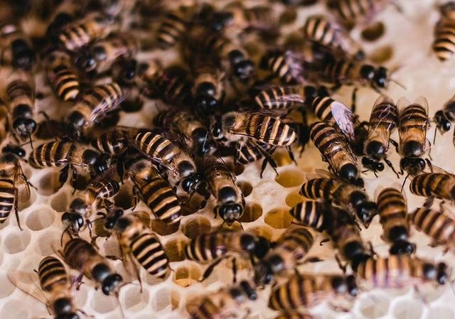 購買蜂群如何挑選(新手初學養蜂的基本要領及如何選購蜂群) 購買蜂群如何挑選(新手初學養蜂的基本要領及如何選購蜂群)