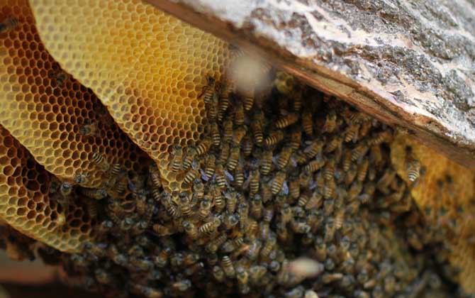 滇南中蜂與云貴高原中蜂優缺對比（滇南中蜂和云貴高原中蜂的區別）