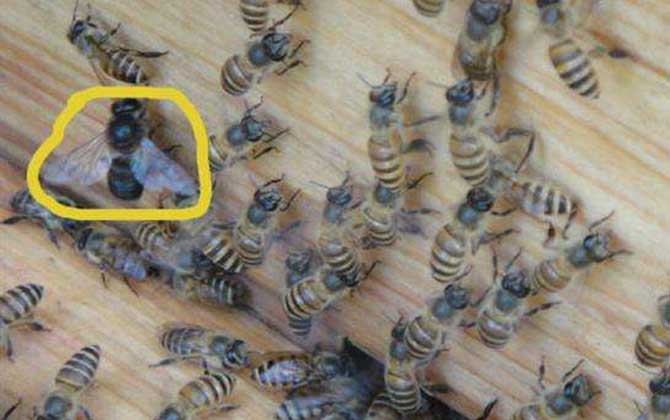 滇南中蜂與云貴高原中蜂優缺對比（滇南中蜂和云貴高原中蜂的區別）