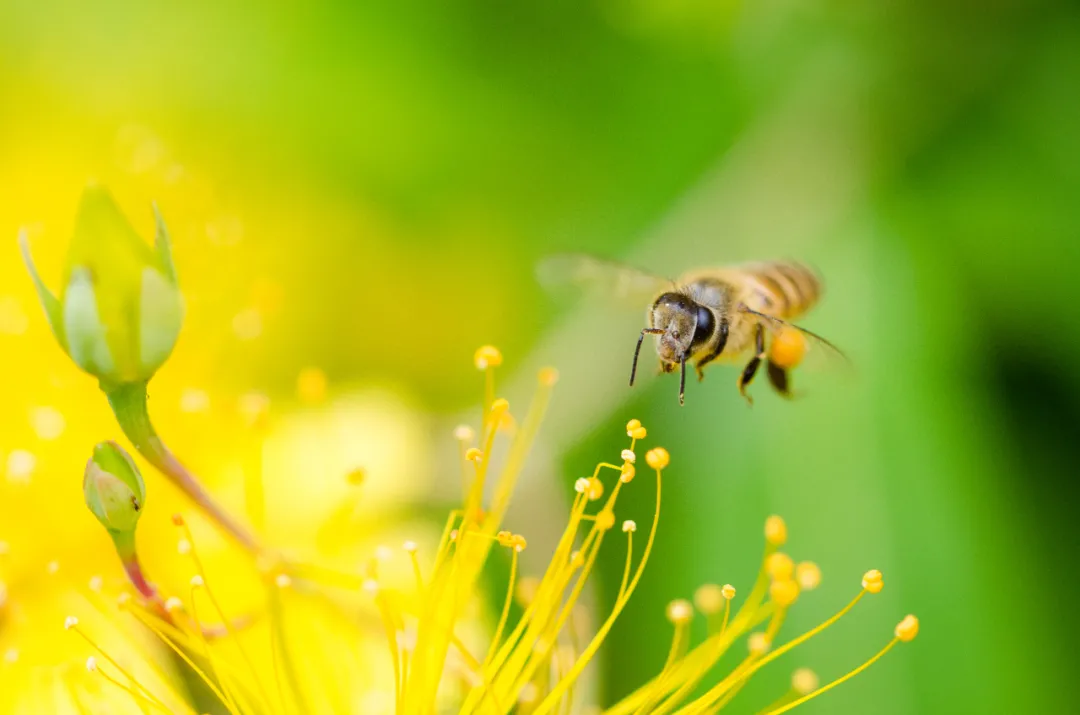 強群多箱體成熟蜂蜜生產技術（強群多箱體成熟蜂蜜生產技術了解一下吧）