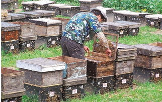蜂場處理中蜂逃群方法（“三新”處理中蜂飛逃群）
