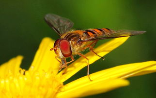 松丹一號和喀爾巴阡蜂黑環系能混養嗎（喀(阡)黑環系、松丹12號雙交種蜂及其管理要點）