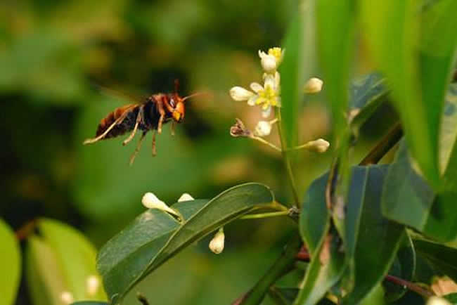 黑腹虎頭蜂的毒性大嗎？