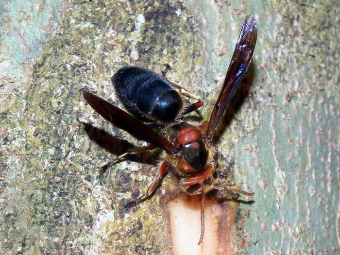 黑腹虎頭蜂的毒性大嗎？