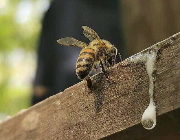 未成熟的蜂蜜對身體有什么危害(不成熟的蜂蜜好嗎) 未成熟的蜂蜜對身體有什么危害(不成熟的蜂蜜好嗎)