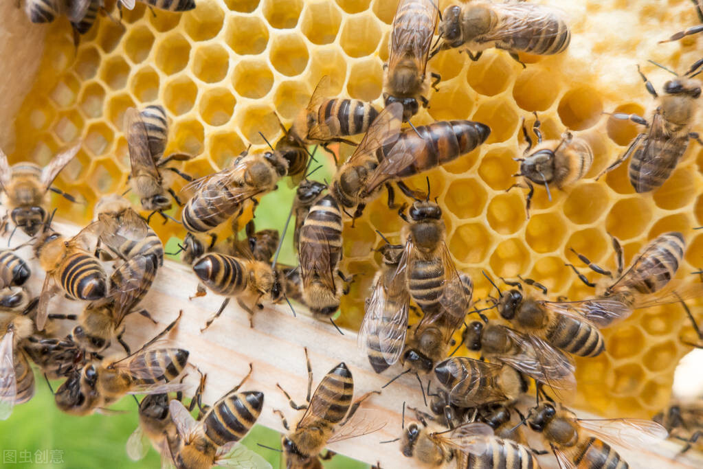 新手養(yǎng)蜂入門蜂王怎么放（新蜂王怎樣放進蜂箱）