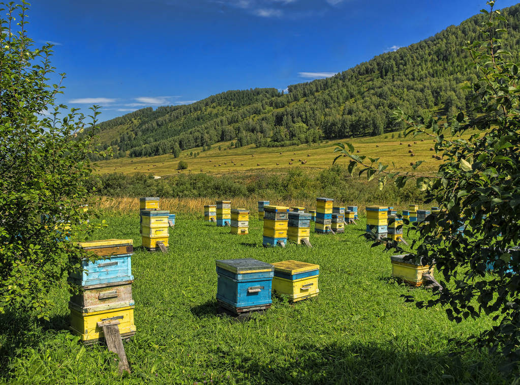 如何定地養(yǎng)殖蜜蜂（定地養(yǎng)蜂場(chǎng)地與模式選擇）