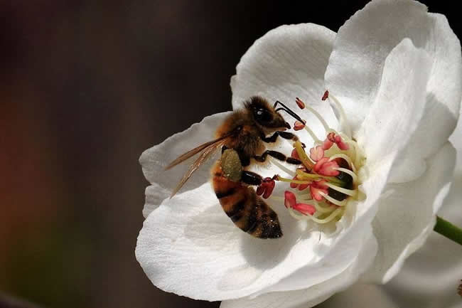 【蜜蜂知識】蜜蜂怎樣安全度夏？