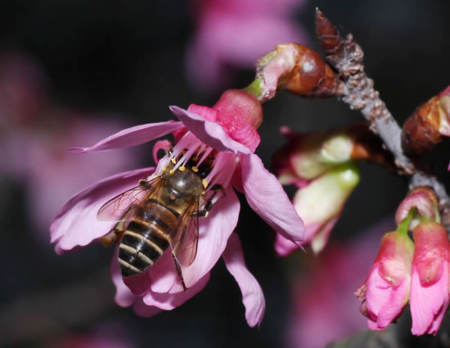 【蜜蜂知識】蜜蜂怎樣安全度夏？
