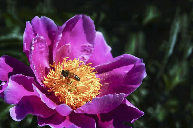 【蜜蜂知識】蜜蜂怎樣安全度夏？