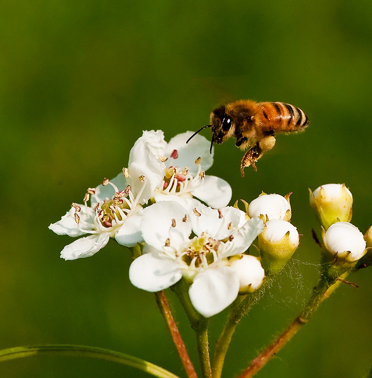 蜜蜂最怕什么？