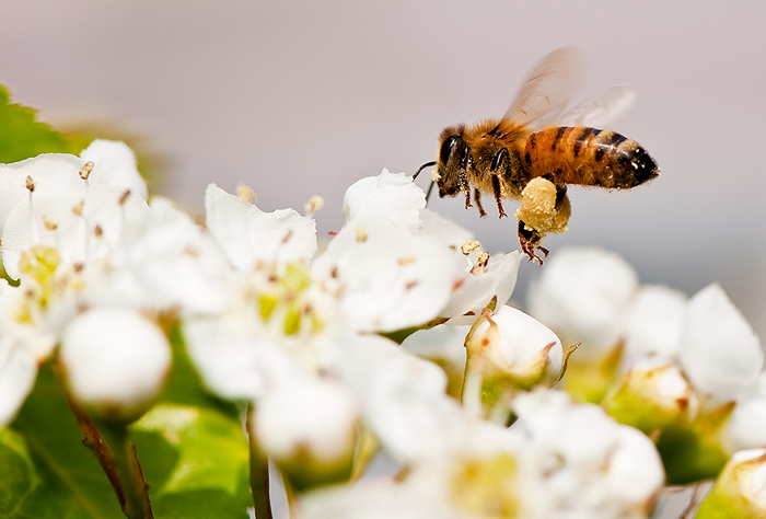 蜜蜂最怕什么？