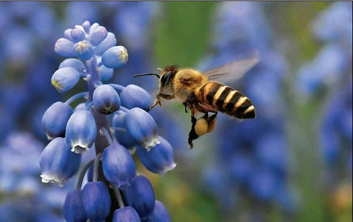 蜜蜂最怕什么？