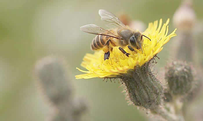 蜜蜂最怕什么？