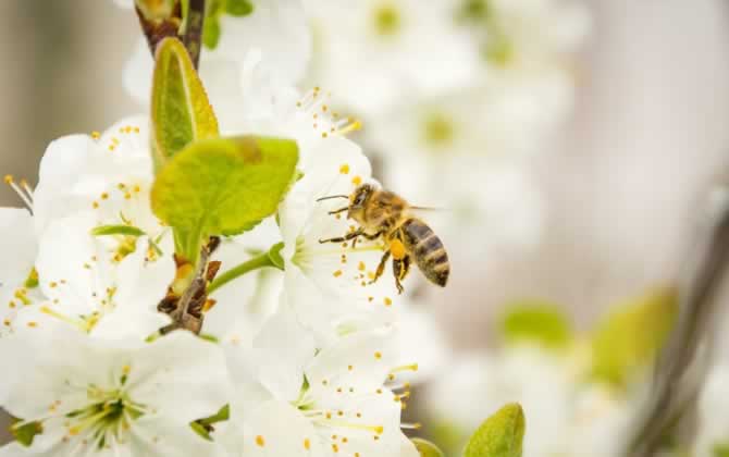 養(yǎng)蜂覆布怎么用? 養(yǎng)蜂覆布