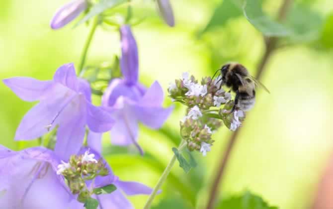 養(yǎng)蜂覆布怎么用? 養(yǎng)蜂覆布