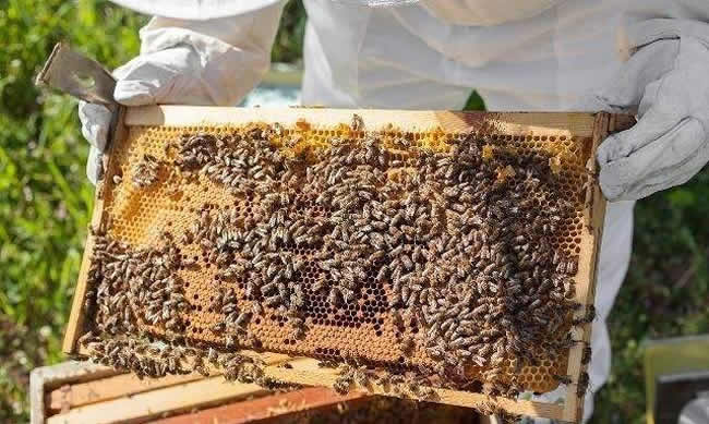 中蜂什么時候開始秋繁？