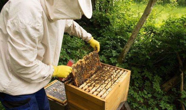 流蜜期來了要不要加脾(流蜜期來了要不要分蜂) 流蜜期來了要不要加脾(流蜜期來了要不要分蜂)