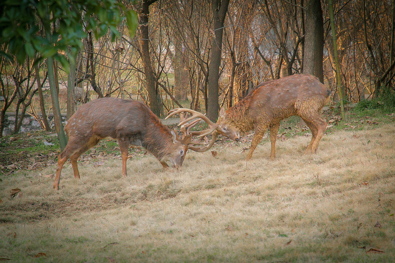 貓?jiān)诎l(fā)情期時(shí)，為什么會(huì)發(fā)出嚎叫聲？