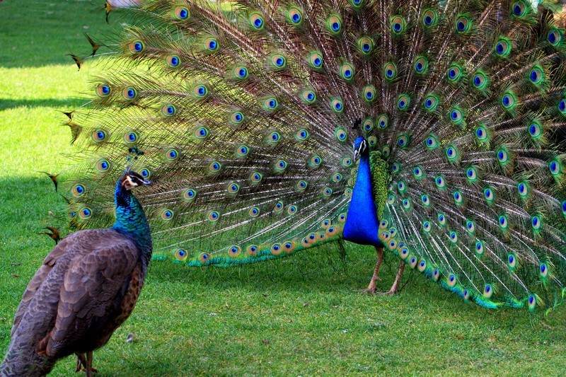 貓?jiān)诎l(fā)情期時(shí)，為什么會(huì)發(fā)出嚎叫聲？