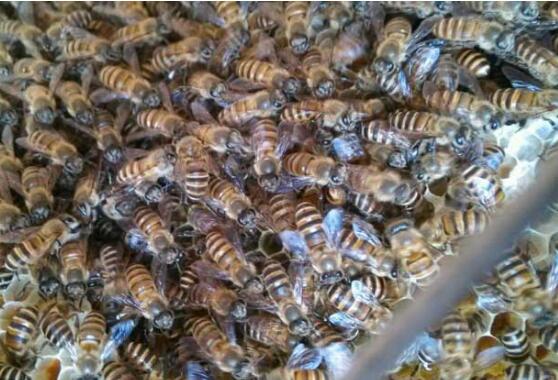 養蜜蜂怎么防止螞蟻（蜂箱怎么防螞蟻最有效的方法）